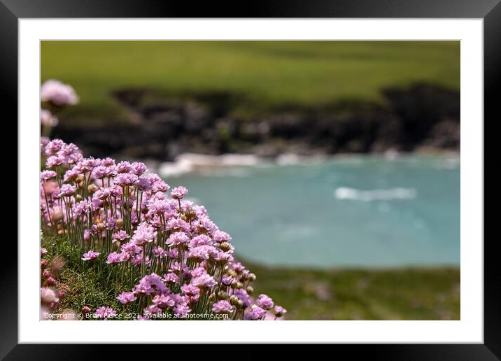 Thrift/Sea Pinks on the cliff above Polly Joke Framed Mounted Print by Brian Pierce