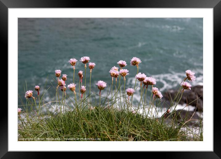 Thrift/Sea Pinks on the cliff above Prussia Cove Framed Mounted Print by Brian Pierce