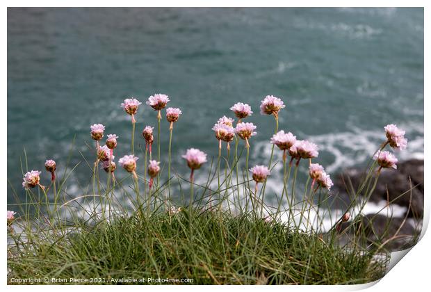 Thrift/Sea Pinks on the cliff above Prussia Cove Print by Brian Pierce