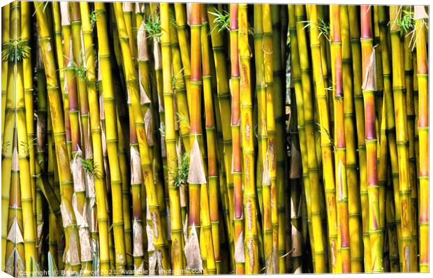 Bamboo Canvas Print by Brian Pierce