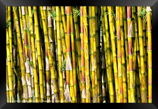 Bamboo Framed Print by Brian Pierce