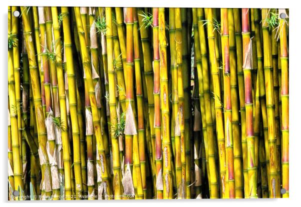Bamboo Acrylic by Brian Pierce