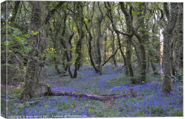 Bluebell Woods, Cornwall Canvas Print by Brian Pierce