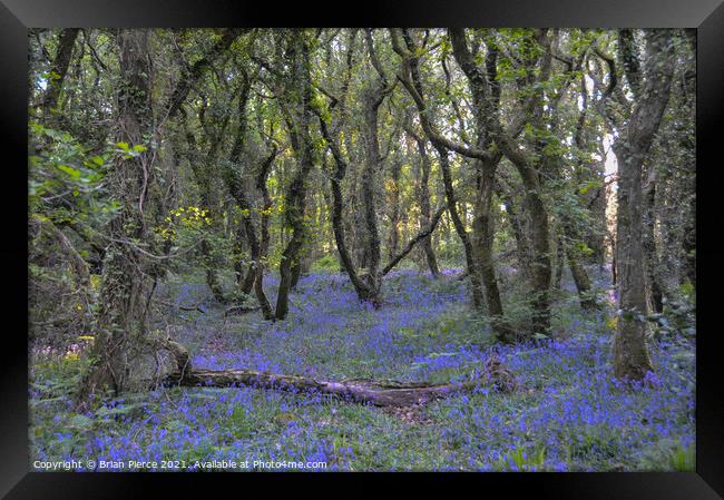 Bluebell Woods, Cornwall Framed Print by Brian Pierce