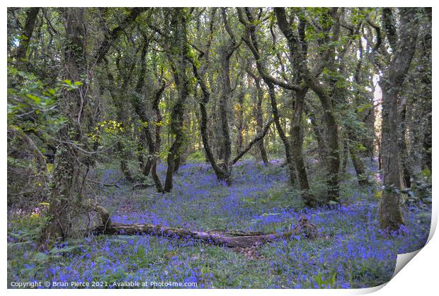 Bluebell Woods, Cornwall Print by Brian Pierce