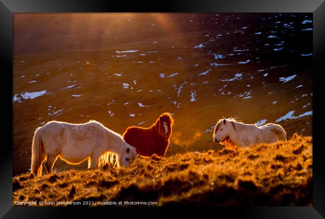  Wild Ponies of Wales Framed Print by John Henderson