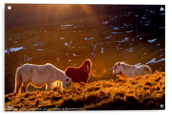  Wild Ponies of Wales Acrylic by John Henderson