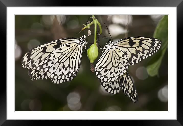Butterfly Framed Mounted Print by Sam Smith