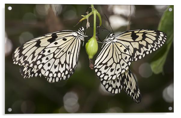 Butterfly Acrylic by Sam Smith