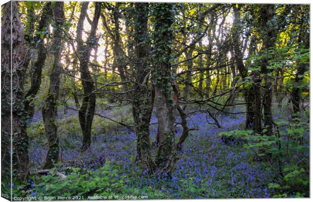 Bluebell Woods, Cornwall  Canvas Print by Brian Pierce
