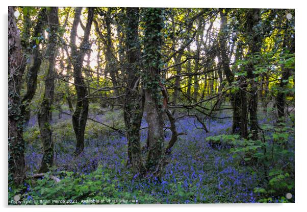 Bluebell Woods, Cornwall  Acrylic by Brian Pierce