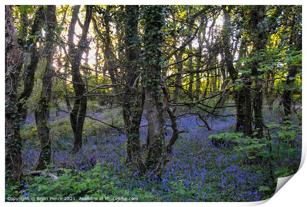 Bluebell Woods, Cornwall  Print by Brian Pierce