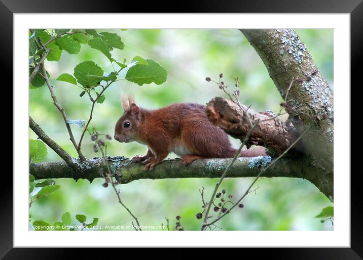 Red Squirrel  Framed Mounted Print by Brian Pierce