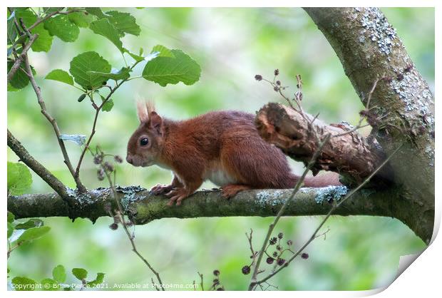 Red Squirrel  Print by Brian Pierce