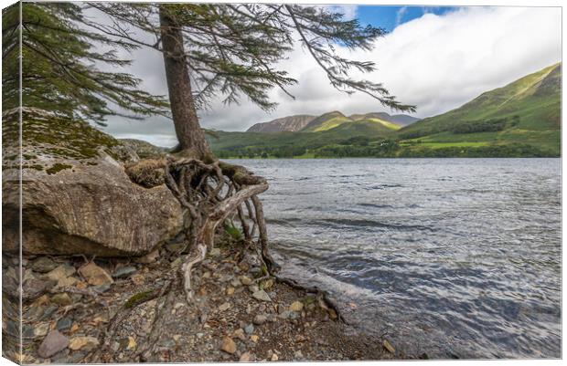 Roots and all Buttermere Canvas Print by Jonathon barnett