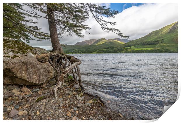 Roots and all Buttermere Print by Jonathon barnett