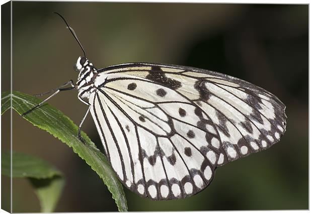 Butterfly Canvas Print by Sam Smith