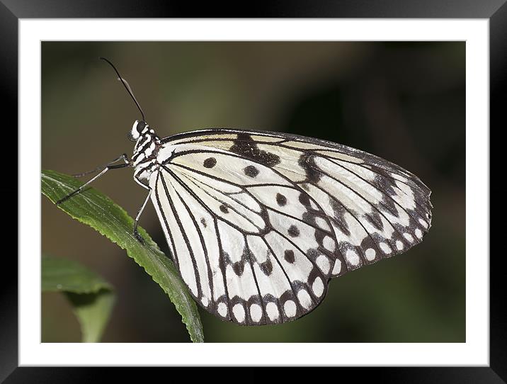 Butterfly Framed Mounted Print by Sam Smith