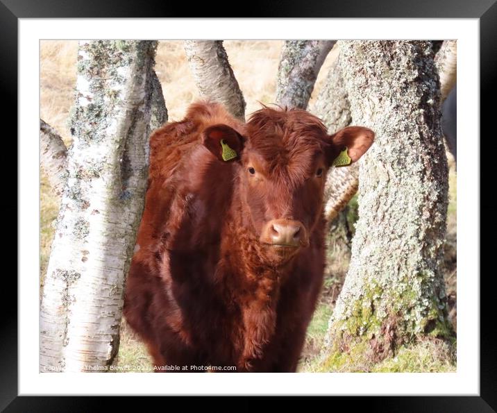 Scottish cow posing Framed Mounted Print by Thelma Blewitt