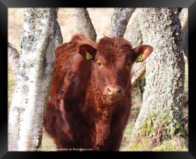 Scottish cow posing Framed Print by Thelma Blewitt