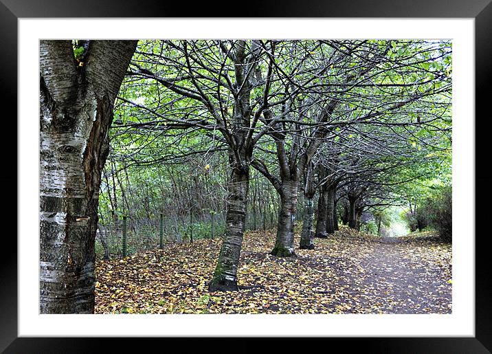 Autumn Leaves Framed Mounted Print by Tom Gomez