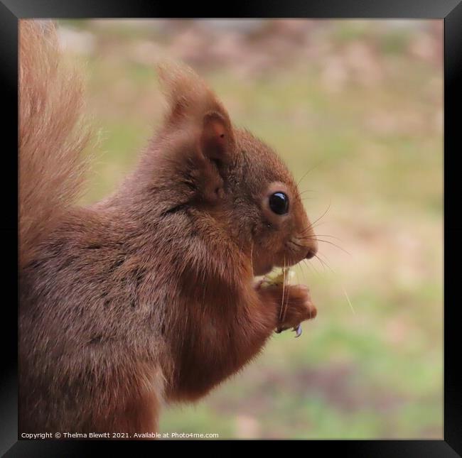 Red squirrel closeup Framed Print by Thelma Blewitt