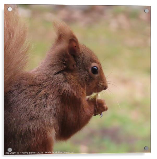 Red squirrel closeup Acrylic by Thelma Blewitt