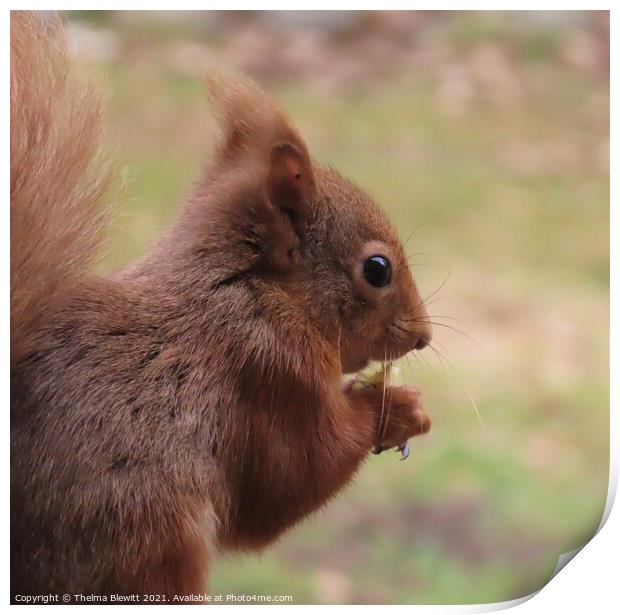 Red squirrel closeup Print by Thelma Blewitt