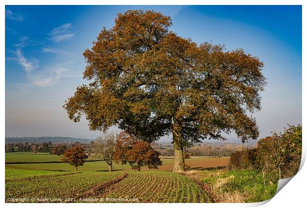 Herefordshire Trees in Autumn Print by Adele Loney