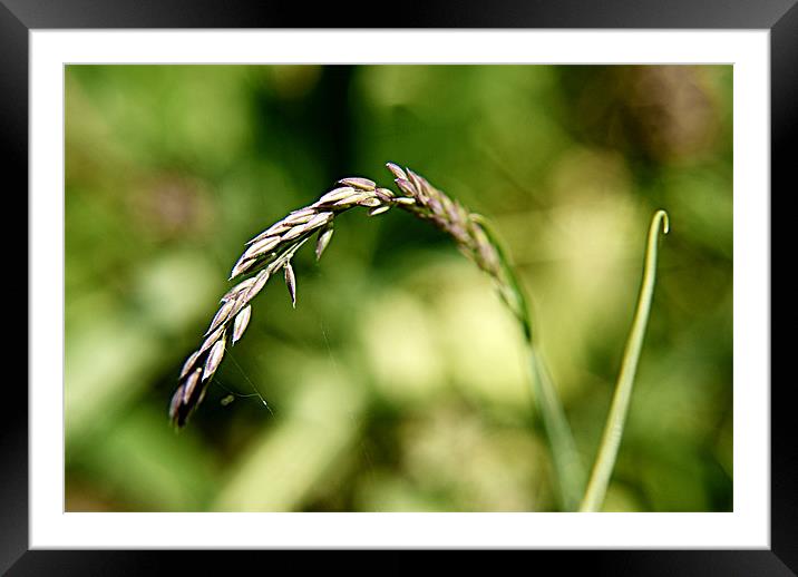 grass Framed Mounted Print by rachael hardie