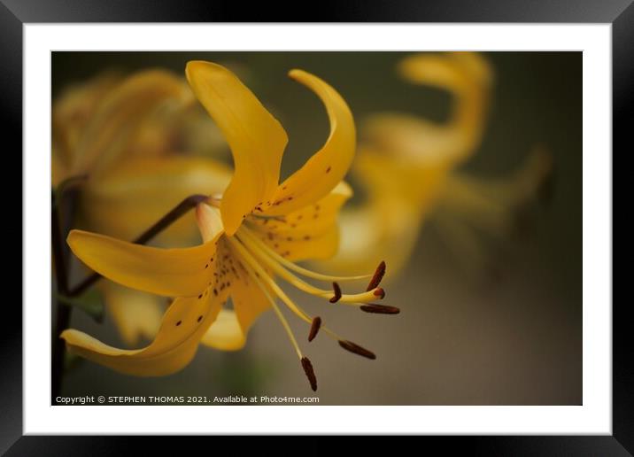 Yellow Lily Framed Mounted Print by STEPHEN THOMAS