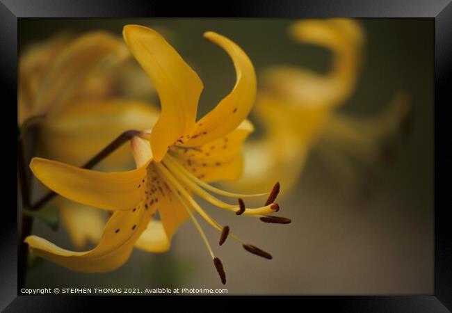 Yellow Lily Framed Print by STEPHEN THOMAS