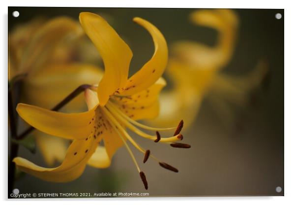 Yellow Lily Acrylic by STEPHEN THOMAS