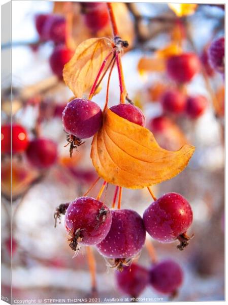 Frosty Crabapples Canvas Print by STEPHEN THOMAS
