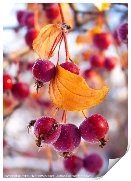 Frosty Crabapples Print by STEPHEN THOMAS