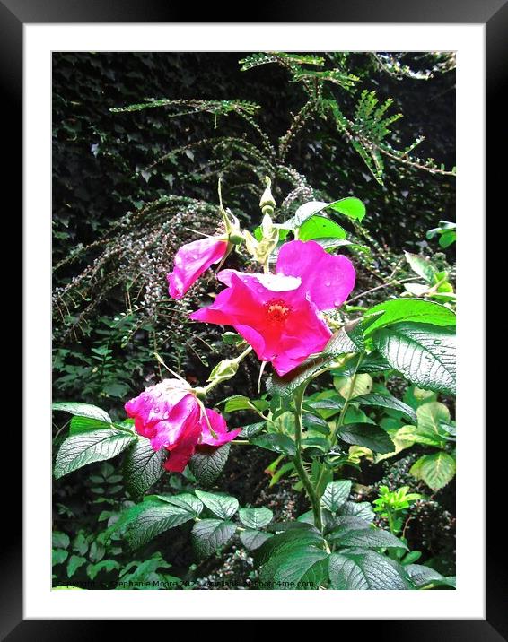 Wild pink roses Framed Mounted Print by Stephanie Moore