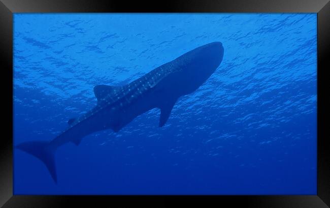 Whale shark underwater Framed Print by mark humpage