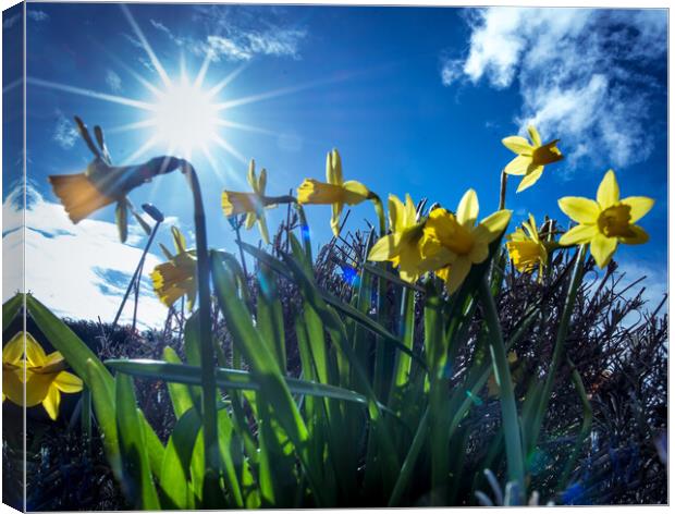 Yellow trumpets announce  the arrival of spring  Canvas Print by Steve Taylor