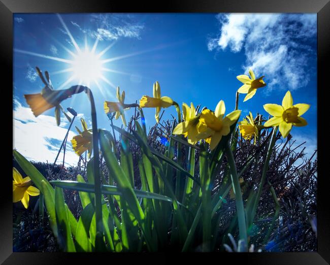 Yellow trumpets announce  the arrival of spring  Framed Print by Steve Taylor