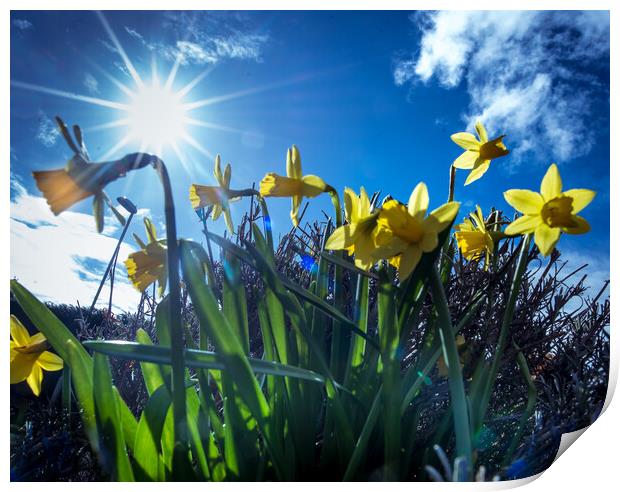 Yellow trumpets announce  the arrival of spring  Print by Steve Taylor