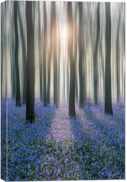 Sunrise in a Bluebell Forest Canvas Print by Graham Custance