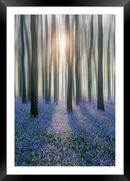 Sunrise in a Bluebell Forest Framed Mounted Print by Graham Custance