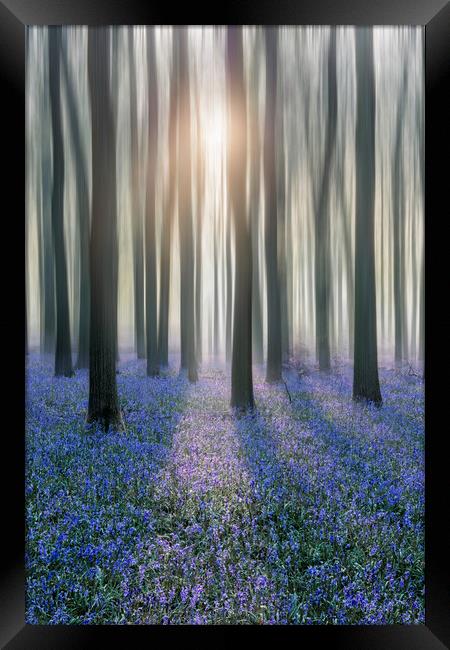 Sunrise in a Bluebell Forest Framed Print by Graham Custance