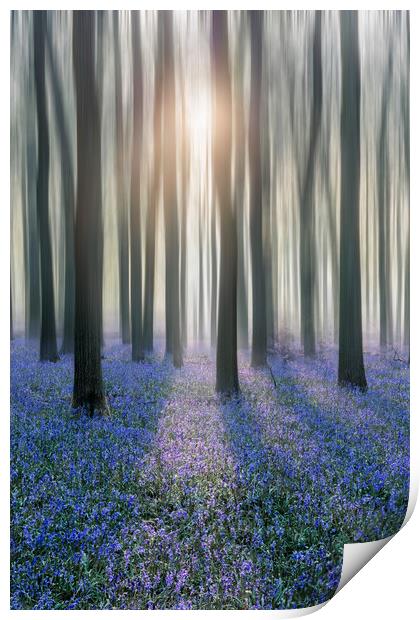 Sunrise in a Bluebell Forest Print by Graham Custance
