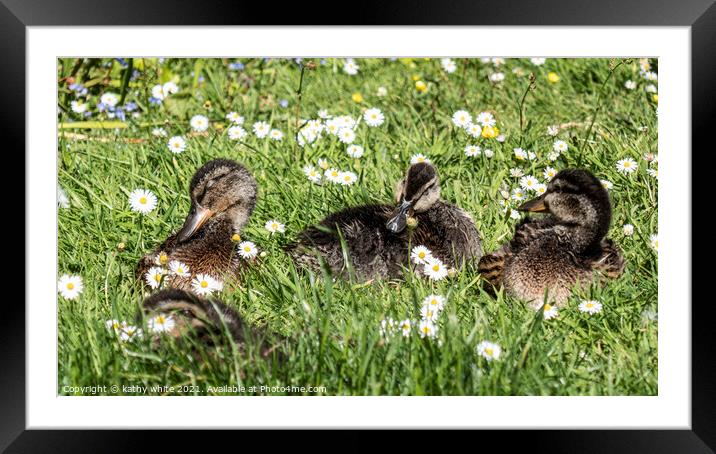 Adorable baby ducks on the grass, Three baby duckl Framed Mounted Print by kathy white