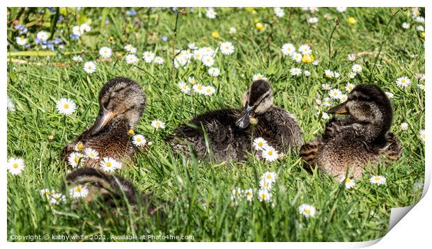 Adorable baby ducks on the grass, Three baby duckl Print by kathy white