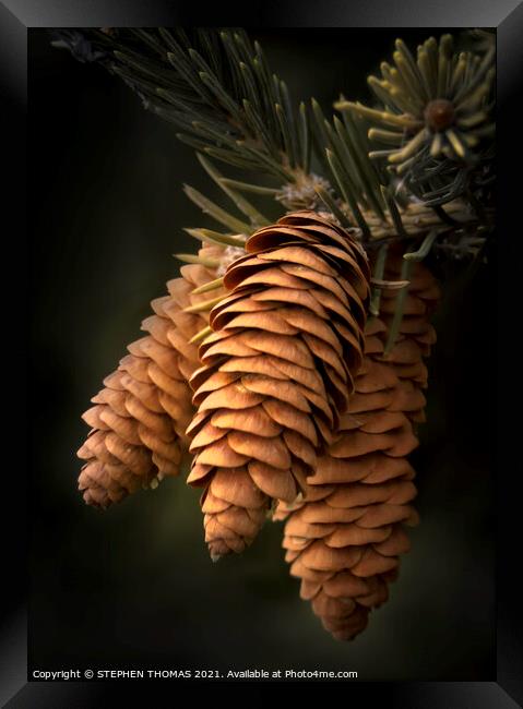 Spruce Cones Close-up Framed Print by STEPHEN THOMAS