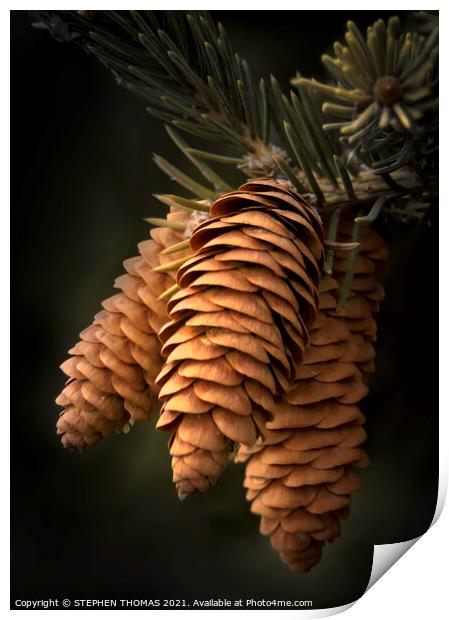 Spruce Cones Close-up Print by STEPHEN THOMAS