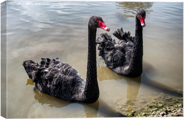 Black Swans, pair of black swans swiming Canvas Print by kathy white
