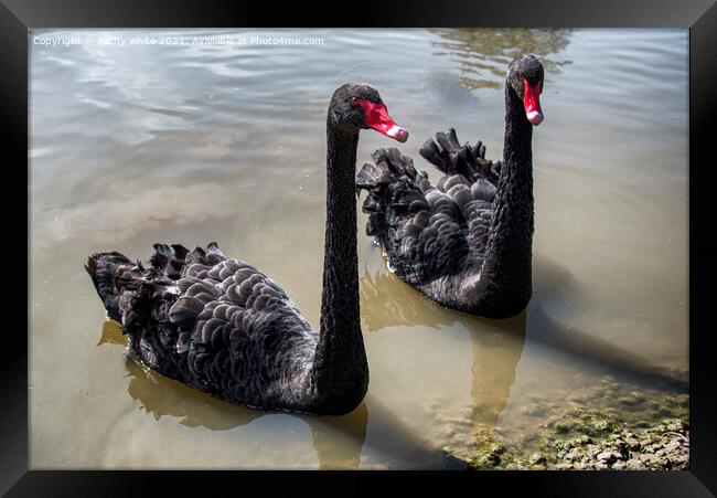 Black Swans, pair of black swans swiming Framed Print by kathy white